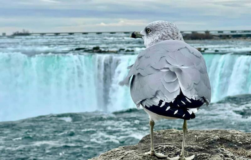 Toronto: Niagara Falls Day Tour + Boat & Behind Falls Entry - Who Will Love This Tour?