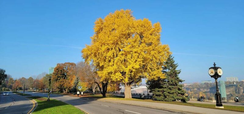 Toronto: Niagara Falls & NOTL Heritage Town Guided Day Tour - The Sum Up