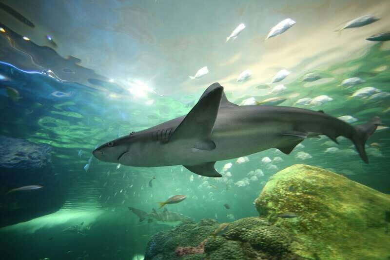 Toronto: Ripley's Aquarium of Canada Entry Ticket - Key Points