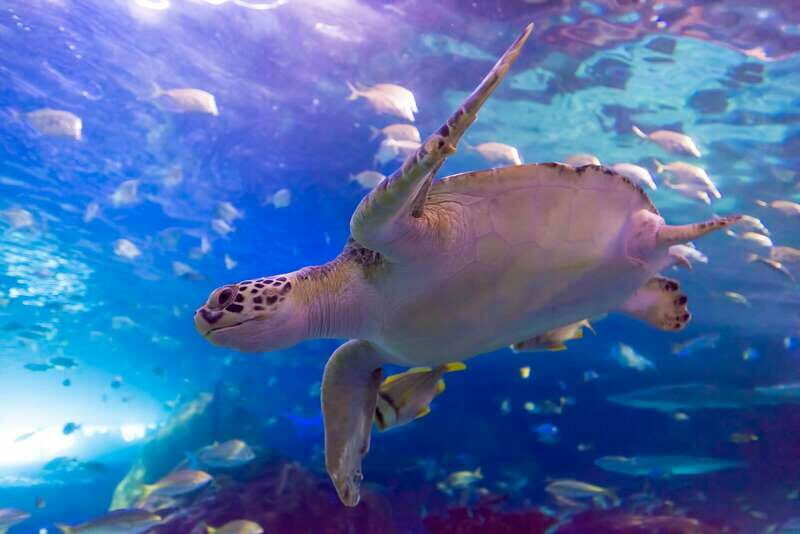 Toronto: Ripley's Aquarium of Canada Entry Ticket - The Experience in Detail: What You Can Expect
