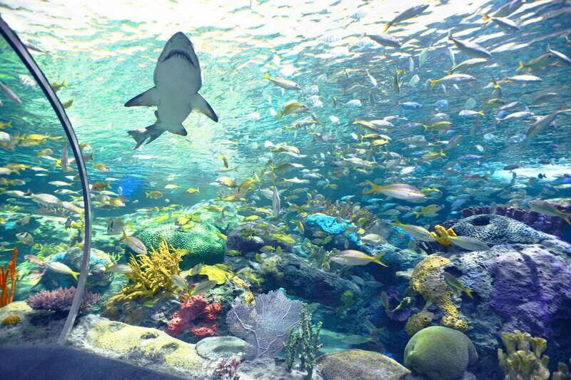 Toronto: Ripley's Aquarium of Canada Entry Ticket - The Sum Up: Who Should Visit Ripleys Aquarium?
