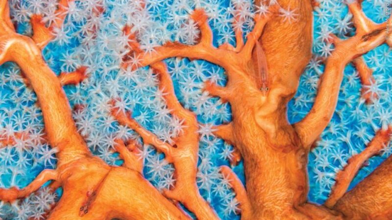 Toronto: Royal Ontario Museum Special Exhibits Voucher - Admission Guidelines