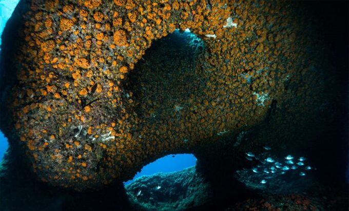 Torre Annunziata: Course to Become a Diver - Meeting Point and Logistics
