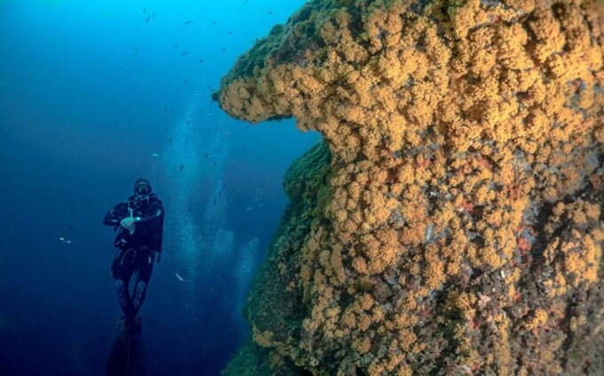 Torre Annunziata: Course to Become a Diver - Course Pricing