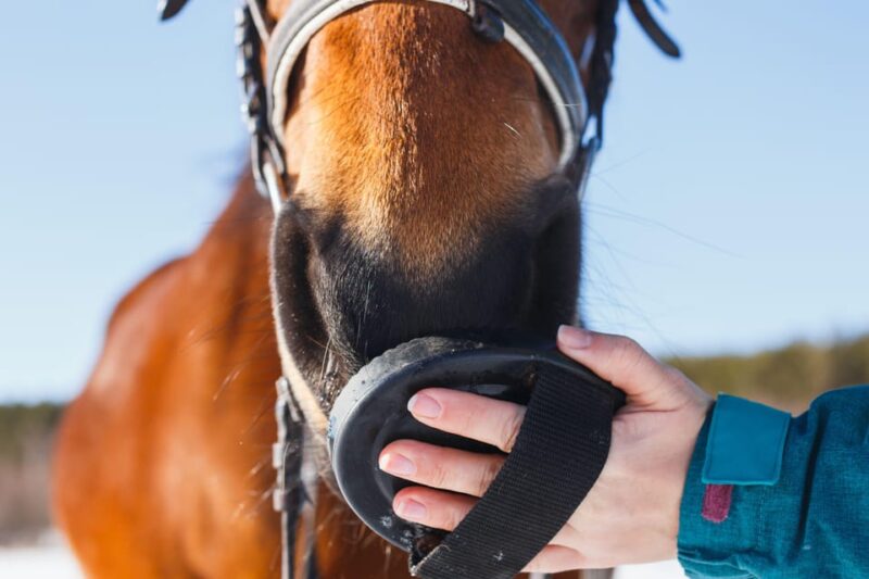 Torremolinos: Guided Tour to the Stables of El Ranchito - Key Points