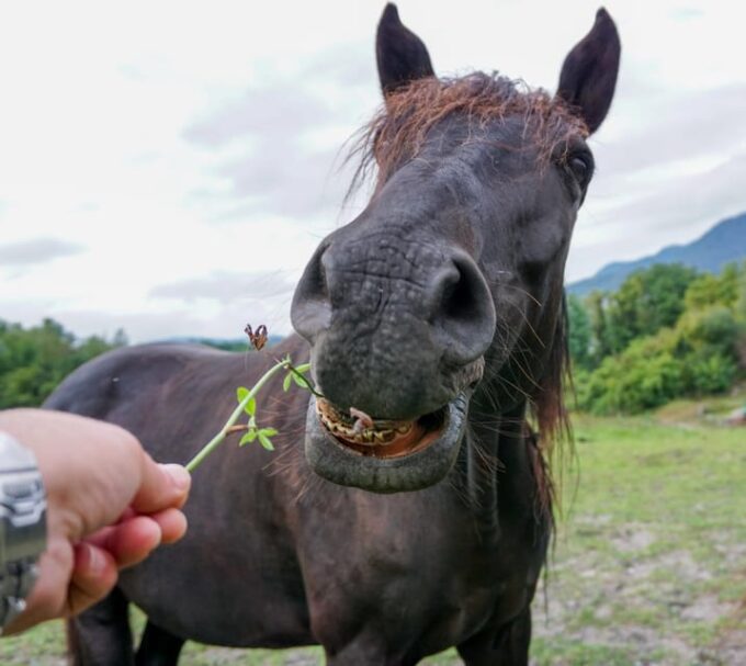Torremolinos: Guided Tour to the Stables of El Ranchito - Facilities and Accessibility