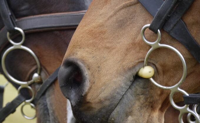 Torremolinos: Guided Tour to the Stables of El Ranchito - Visitor Guidelines and Customer Reviews