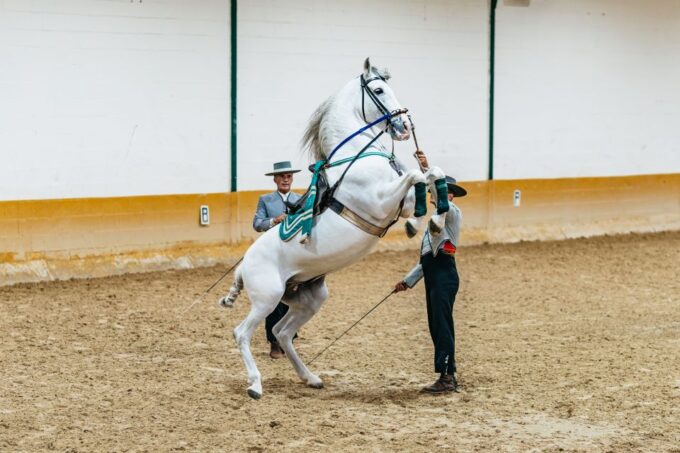 Torremolinos: Horse Show, Dinner Option, Drinks, & Flamenco - Parking and WiFi Availability