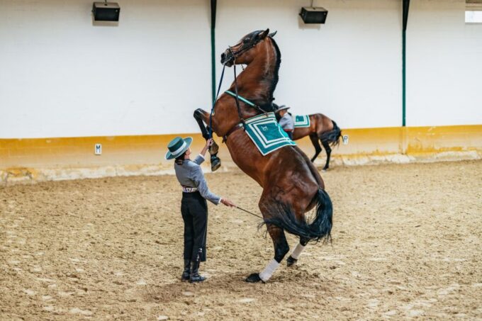 Torremolinos: Horse Show, Dinner Option, Drinks, & Flamenco - Exploring the Stables