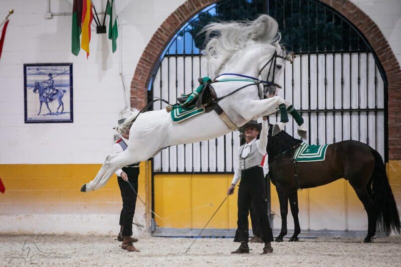 Torremolinos: Spanish Horse Show and Flamenco Option With Dinner - Key Points