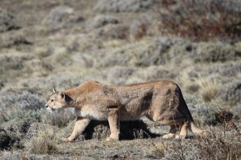 Torres Del Paine Photo Safari - Wildlife and Photography Focus