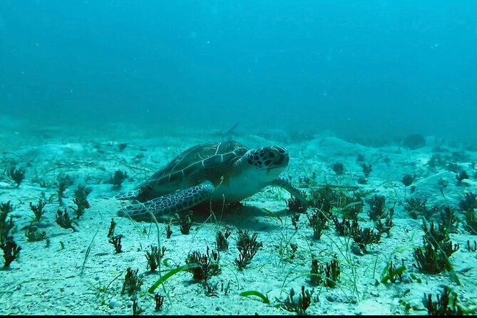Tortola Private Tour and Snorkeling in the Most Beautiful Beaches - Tour Overview and Features
