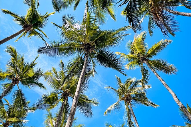 Tortuga Island Full Day Tour From San José With Lunch - Tour Operator