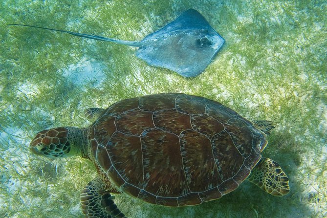 Tortugas & Cenotes Snorkel With Turtles Tour - What to Bring
