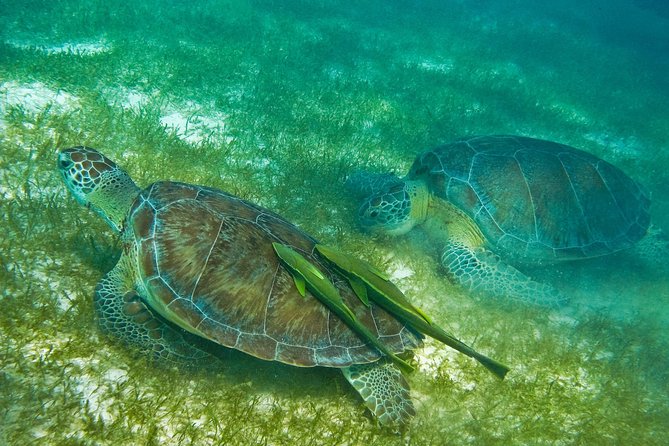 Tortugas & Cenotes Snorkel With Turtles Tour - Customer Feedback
