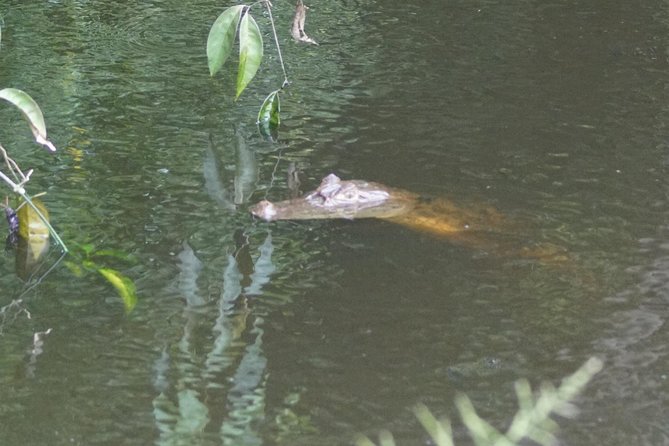Tortugerro Canal With the Redfrogteam - Opening Hours and Experience Duration