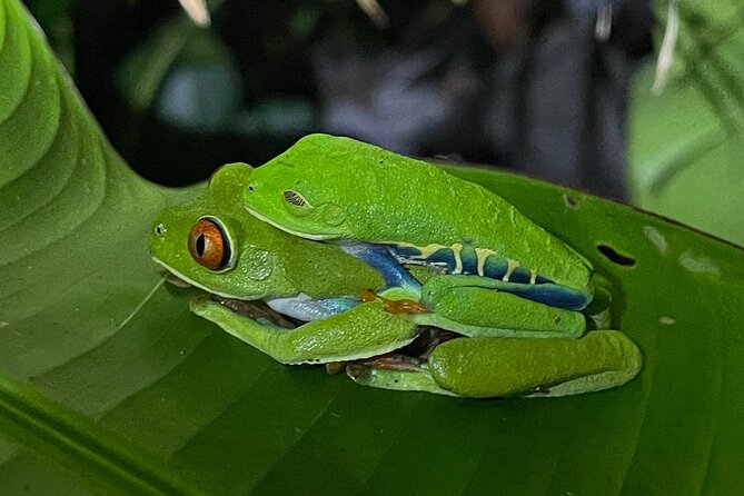 Tortuguero Canal Tour by Canoe - Guided Canoe Tour Experience