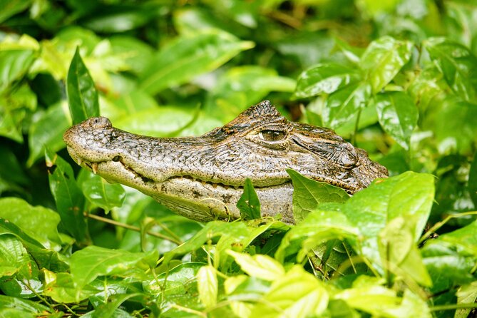 Tortuguero: Canoe Tour, Day Hike, Hill Tour, Night Tour or Spawning - Day Walk