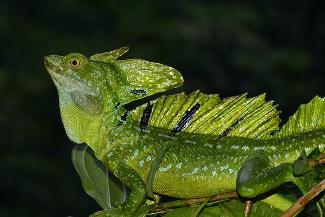 Tortuguero: Canoe Tour, Day Hike, Hill Tour, Night Tour or Spawning - Tour Experience and Reviews