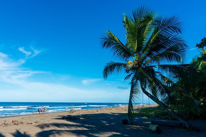 Tortuguero: Canoe Tour + Night Jungle or Spawn Turtle - Turtle Nesting Phenomenon