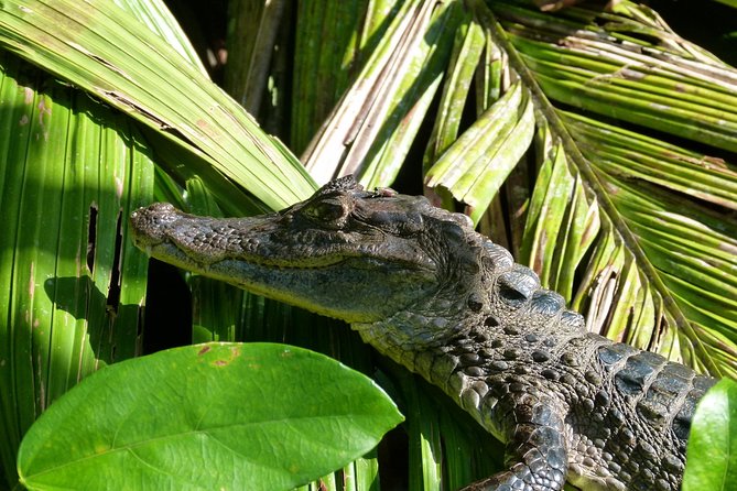 TORTUGUERO MOST POPULAR: Canoe and Night Tour (Jul-Oct Turtle) - Tour Overview