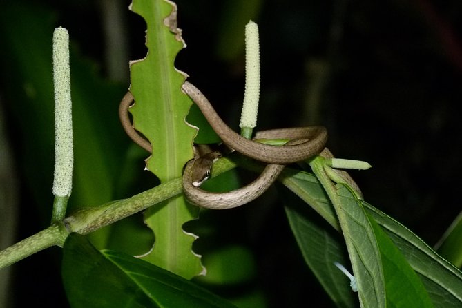 TORTUGUERO MOST POPULAR: Canoe and Night Tour (Jul-Oct Turtle) - Explore Tortuguero