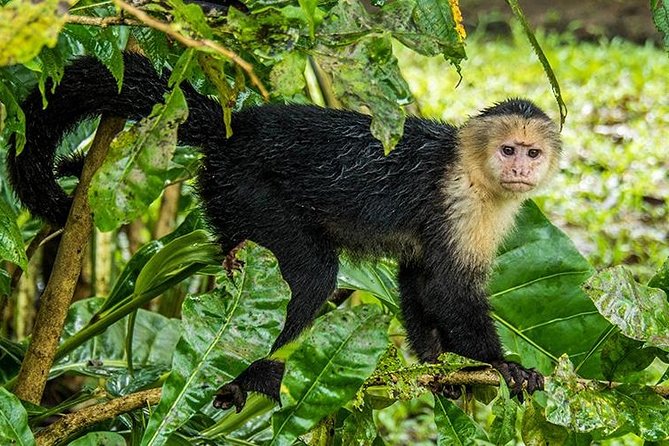 Tortuguero National Park Adventure 3D/2N - Adventure Itinerary and Highlights