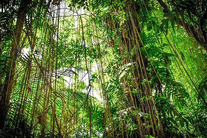 Tortuguero National Park Adventure 3D/2N - Group Size and Accessibility