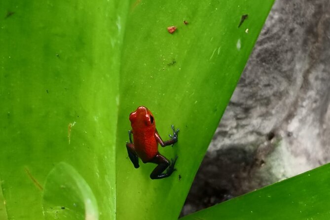 Tortuguero National Park Day Trip From San Jose - Hotel Pickup and Drop-off