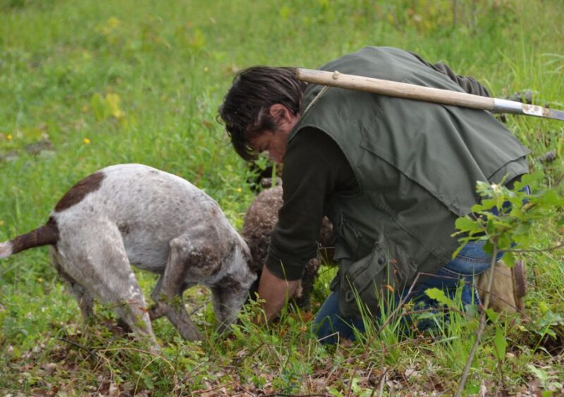 Toscana: Truffle Hunting and Tasting - Highlights of the Experience