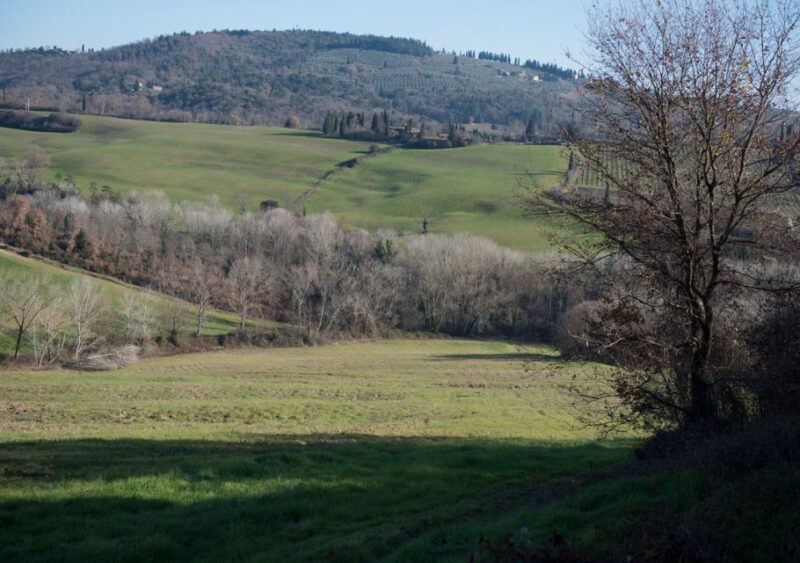 Toscana: Truffle Hunting and Tasting - Multisensory Truffle Journey
