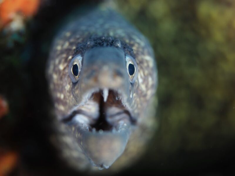Tossa De Mar: Mar Menuda Dive Trip for Certified Divers - Dive Experience