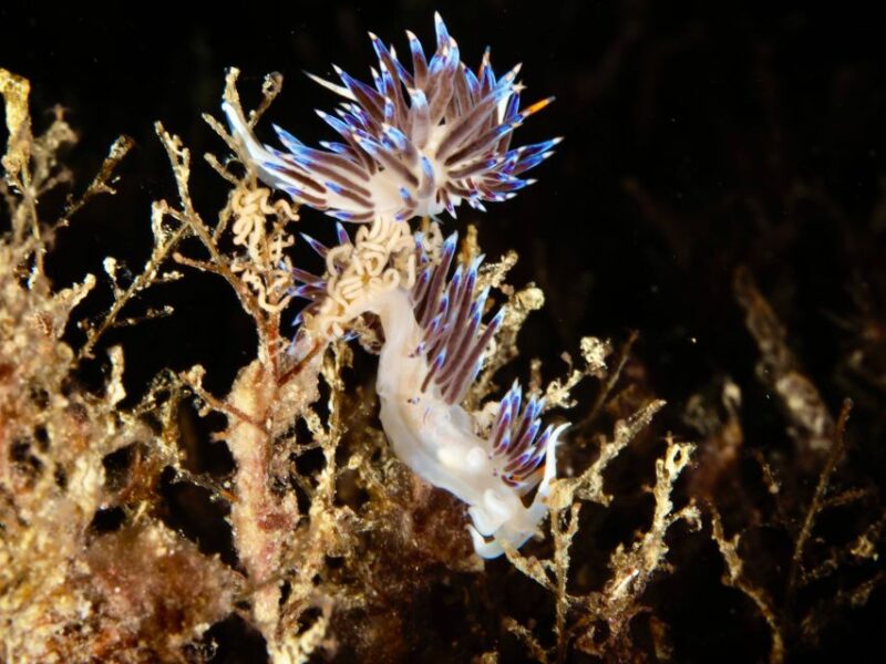 Tossa De Mar: Mar Menuda Dive Trip for Certified Divers - Equipment and Safety