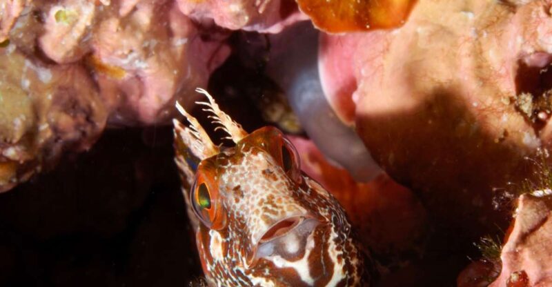Tossa De Mar: Mar Menuda Dive Trip for Certified Divers - Post-Dive Amenities