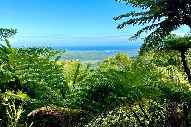 Total Daintree Experience Tour From Port Douglas - Exploring the Daintree Rainforest