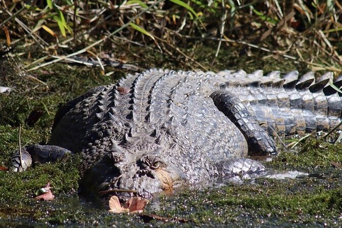 Total Daintree Experience Tour From Port Douglas - Personalized Small-Group Experience