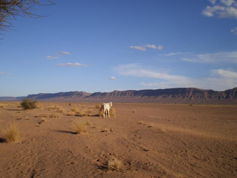 Touareg Desert Horseback Riding in Morocco - Horseback Riding Experience