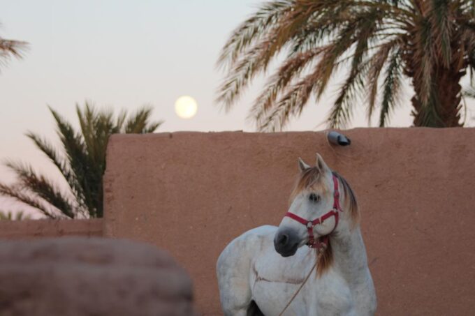 Touareg Desert Horseback Riding in Morocco - Accommodations and Meals