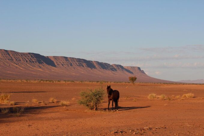 Touareg Desert Horseback Riding in Morocco - Booking and Cancellation