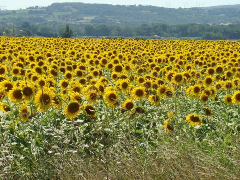 Toulouse to Carcassonne & Albi: Private Sightseeing Tour - Lastours Highlights