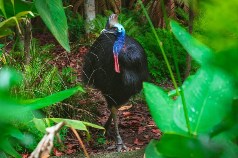 Tour 1 Chasing Waterfalls & Aboriginal Culture Full Day Tour - Key Points