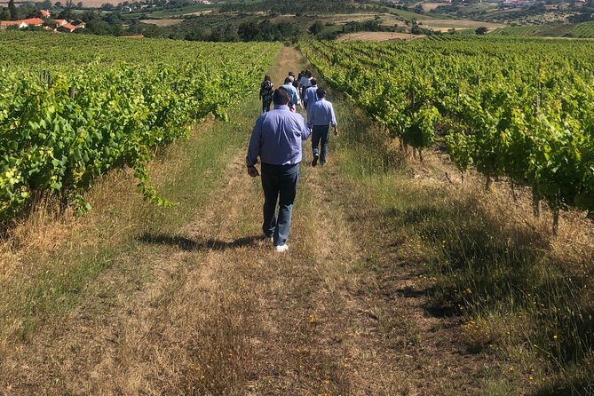 Tour 2 Wineries With Wine Visit and Tasting in Arrábida Lisbon - Additional Information