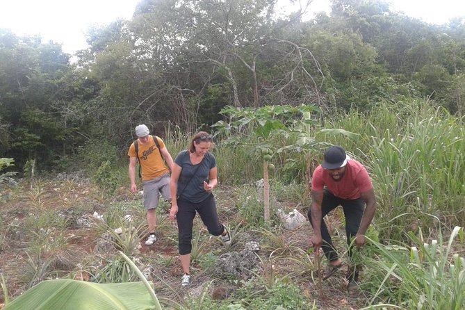 Tour a Jamaican Farm - Farm Tour Experience