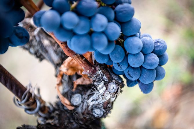 Tour and Tasting at an Organic Winery in the Heart of Chianti Classico Area - Tasting the Organic Chianti Wines