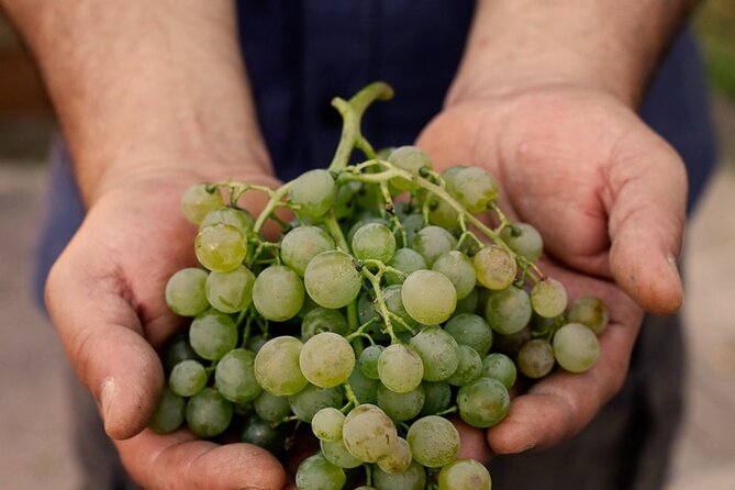 Tour and Tasting of Sparkling Wines in Valeggio - Schedule and Accessibility
