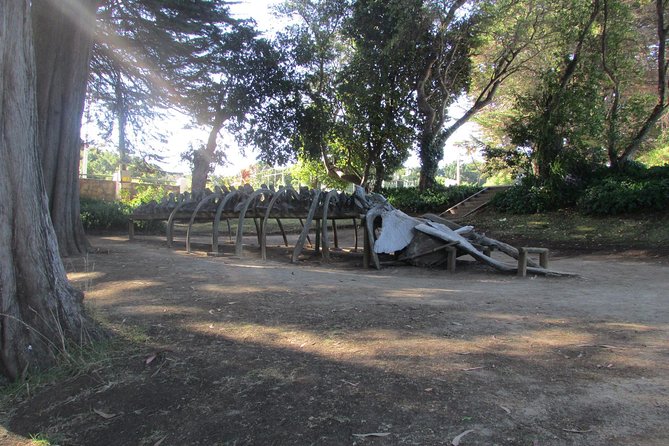 Tour Around Biobío River Estuary & Pedro Del Río Zañartu Museum - Visiting the Pedro Del Río Zañartu Museum