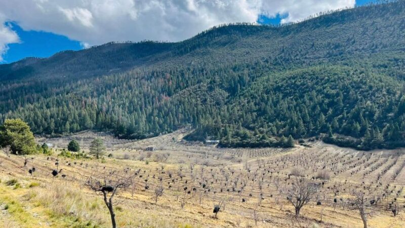 Tour Arteaga Expedition, With Guide, Transfer and Tickets - Sunday Market Exploration