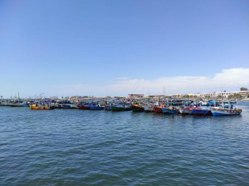 Tour: Ballestas Islands and the Paracas National Reserve - Transportation and Guide