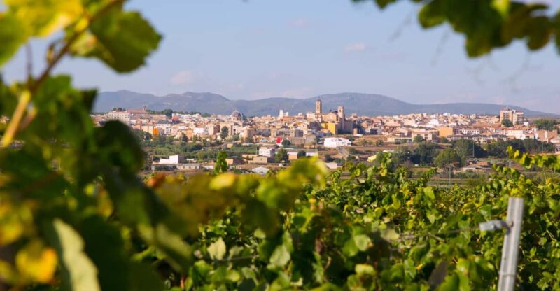 Tour: Bathing With Tuna in the Ebro Delta & Olivos Route - Key Points
