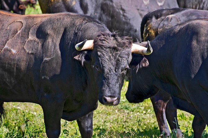 Tour Between Bulls in Lezíria - Overview of the Tour